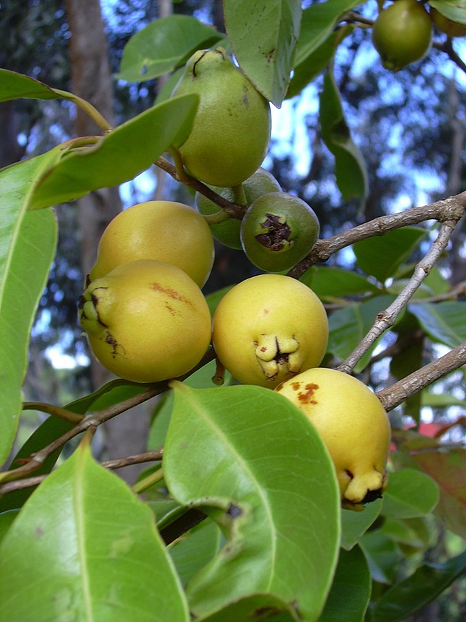 Cattley Yellow Guava Tree Bob Wells Nursery U.S. Shipping