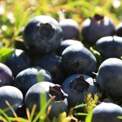 sunshine blue blueberry plant fruit