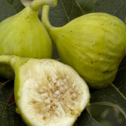 Latterula Fig (Italian Honey) Tree