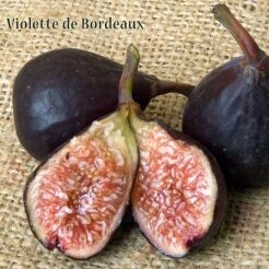 Violette de Bordeaux Fig Tree