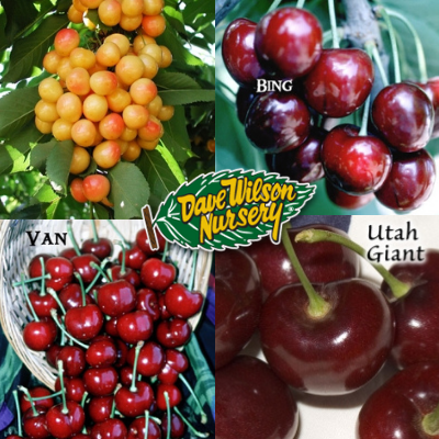 multi-graft cherry tree -4 varieties on one