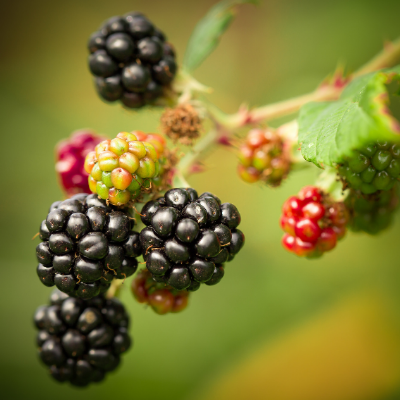 ponca blackberry plant fruit