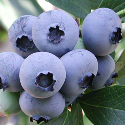 Ozark blue southern highbush blueberry