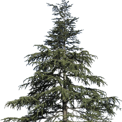 Deodar Cedar Tree - Bob Wells Nursery - U.S. Shipping
