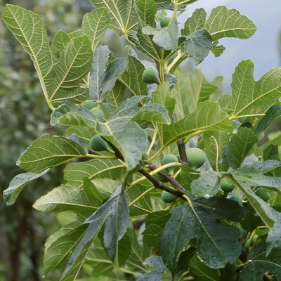 Adriatic fig tree