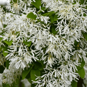 chinese fringetree