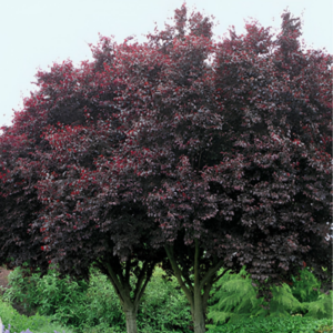Thundercloud Plum
