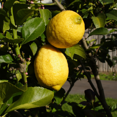 Lisbon Lemon