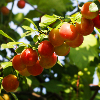 cherry plum fruit tree