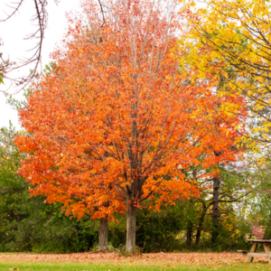 Shantung Maple Tree - Bob Wells Nursery - U.S. Shipping