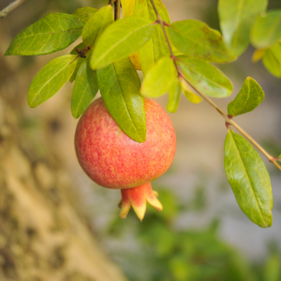 Surh anor pomegranate tree