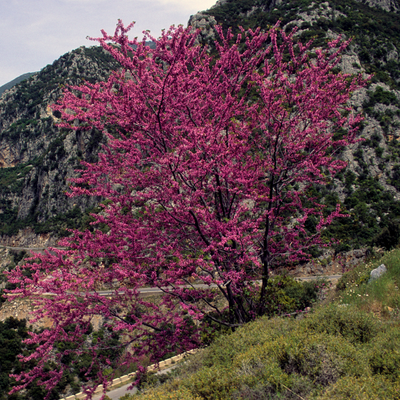 Appalachian redbud tree