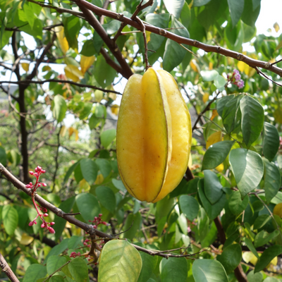 Bell carambola (star fruit) tree
