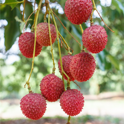Brewster lychee fruit tree