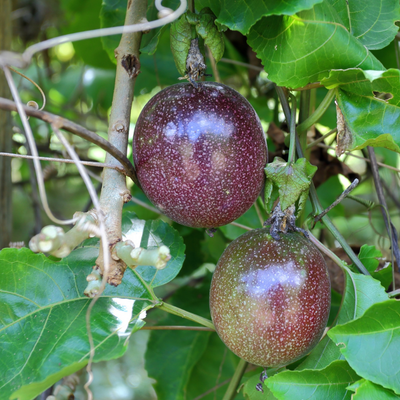 Purple possum passion fruit vine