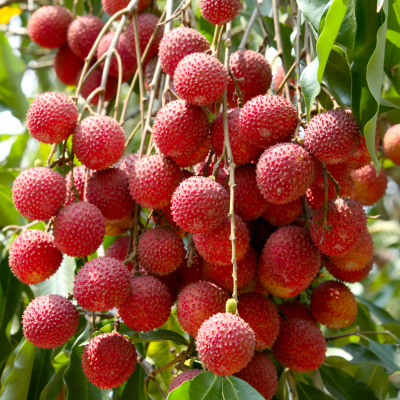 Live Lychee Tree Sweetheart Air Layered Plant - 2-4 Ft Tall, Potted, Ships To All States Via Priority Mail