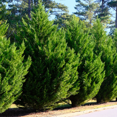 Leyland Cypresses