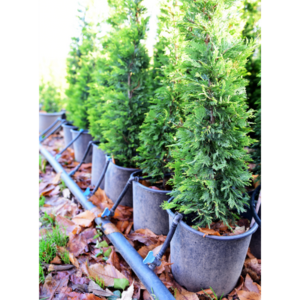 Leyland cypress tree