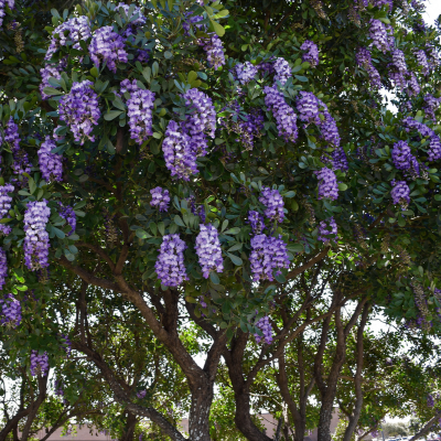 Texas Mountain Laurel Tree