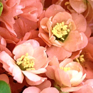 Double Take peach flowering quince