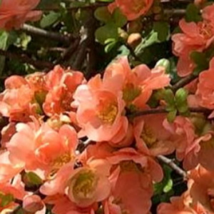 Double Take peach flowering quince plant