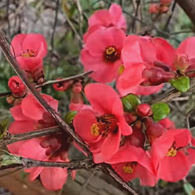 Red flowering quince plant