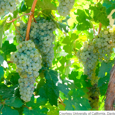 Pierce's Disease resistant Ambulo blanc grapevines