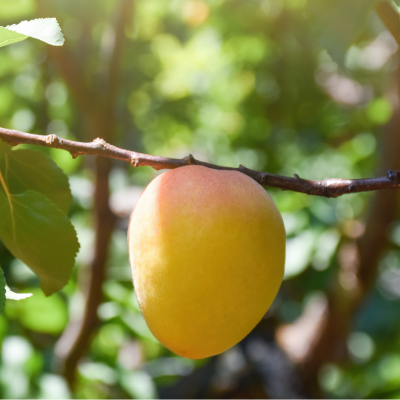 Harcot apricot (Prunus armeniaca)