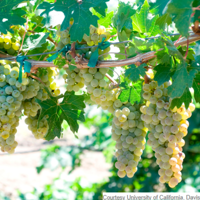 Pierce's Disease resistant Caminante blanc grapevines