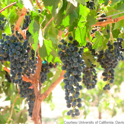 Pierce's Disease resistant Camminare noir grapevines