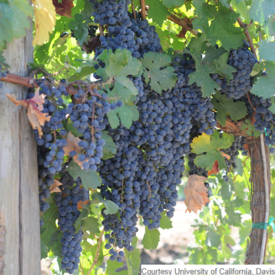Pierce's Disease resistant Errante noir grapevines
