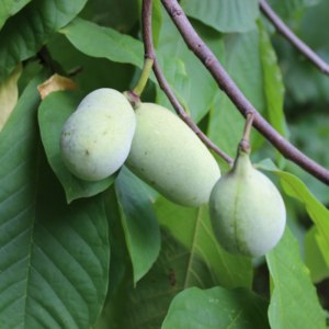 Allegheny pawpaw tree (Asimina triloba)