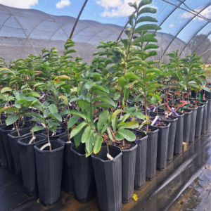 Sorelle Farms Pawpaws