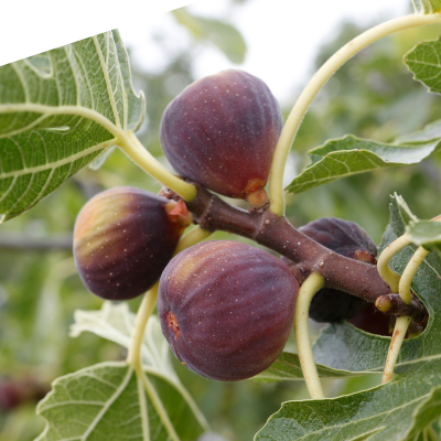 Chicago hardy fig tree (Ficus carica)