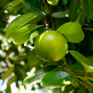 Black sapote tree (Diospyros digyna)