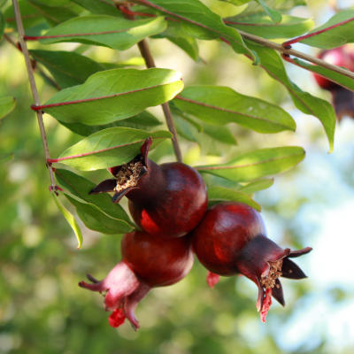 Granada pomegranate tree (Punica granatum)