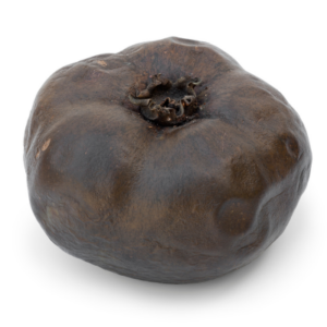 Black sapote fruit