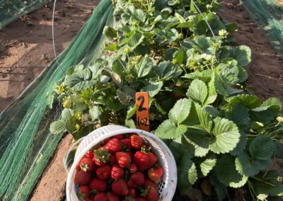 Best practices for growing strawberries in Texas