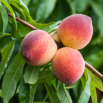 peach tree