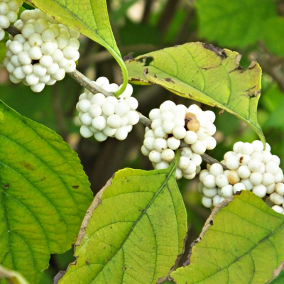white beautyberry