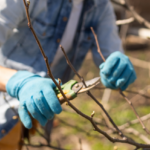 fruit trees maintenance
