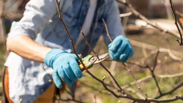 Winter Preparation and Maintenance for Fruit Trees