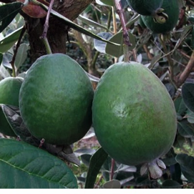 pineapple guava