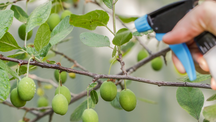 Summer Preparation for Your Garden and Fruit Trees