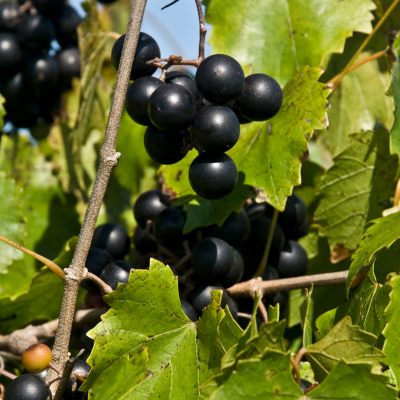 black muscadine