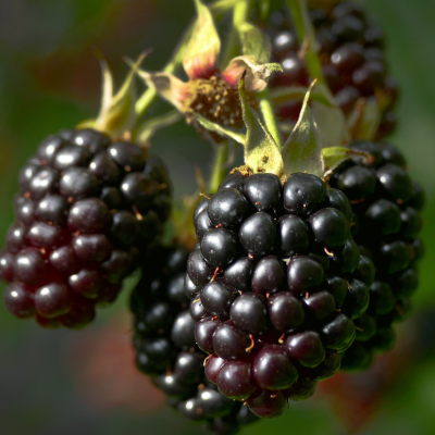 Rosborough blackberries