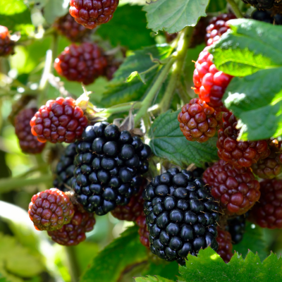 Traveler blackberries