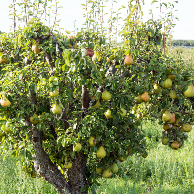 pear tree