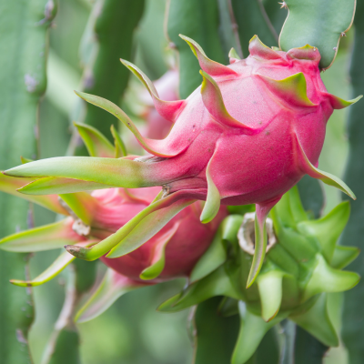 dragon fruit