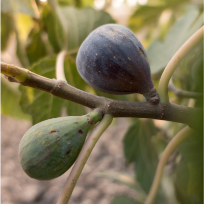 purple fig